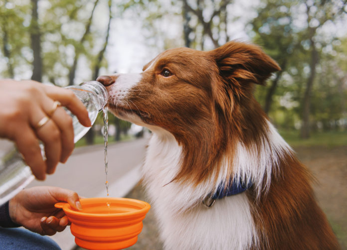 The basics of canine hydration: what dogs need and why