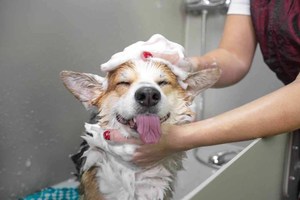 The Most Critical Differences Between Dog Grooming And Cat Grooming