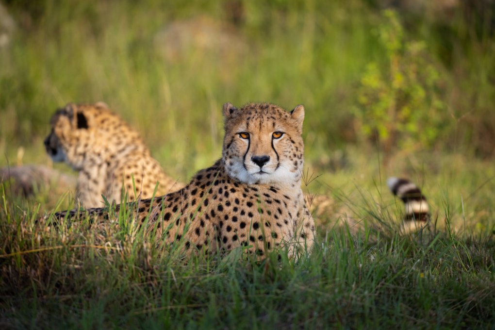 Two Canadian-Born Cheetah Now Hunting Successfully on Zimbabwean Reserve