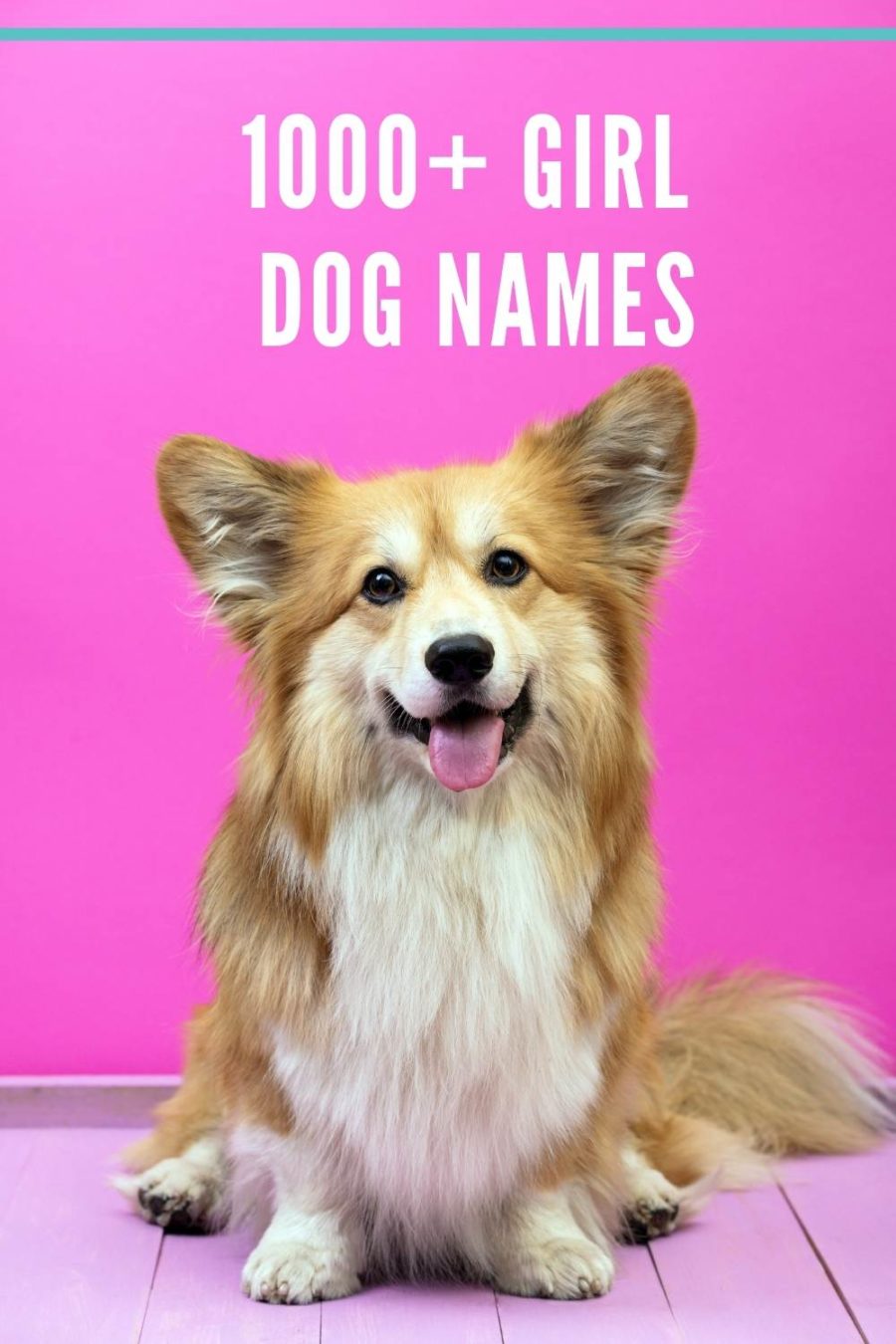 1000+ Girl Dog Names for Your Fur Baby