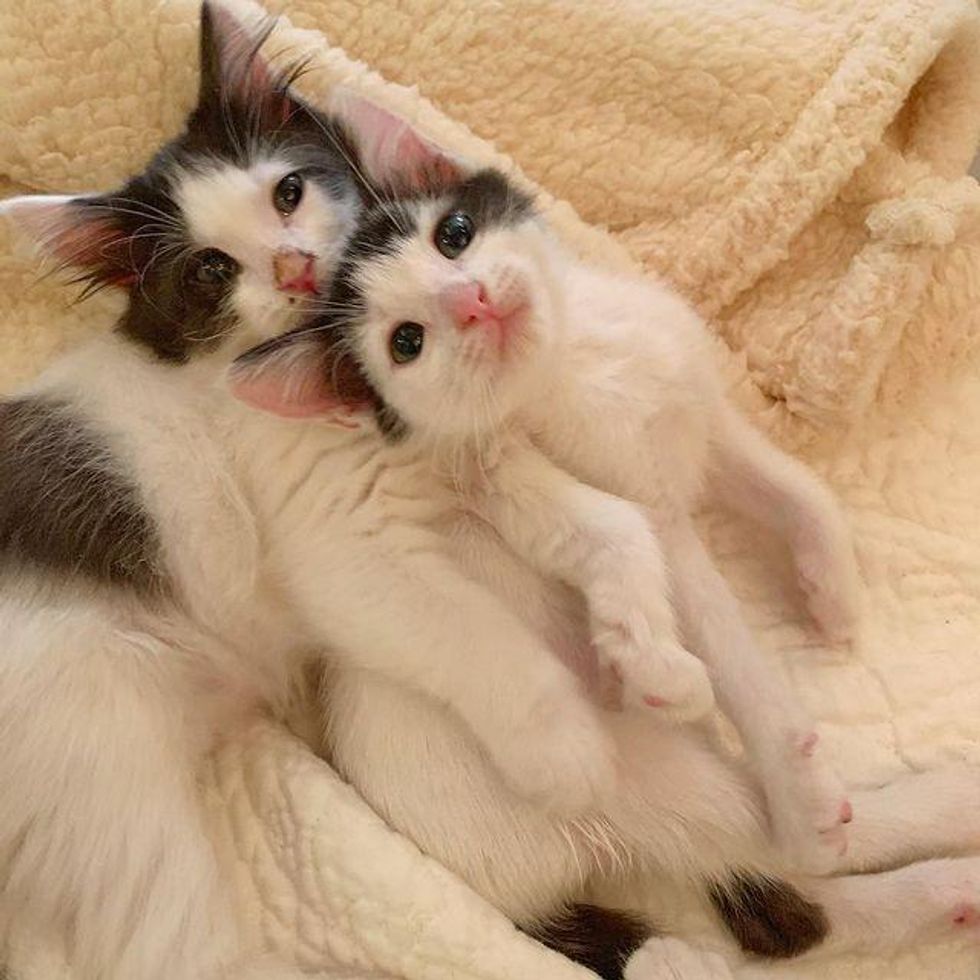 5 Kittens Found as Orphans Turn Out to Be Tenacious Lap Cats with So Much to Give