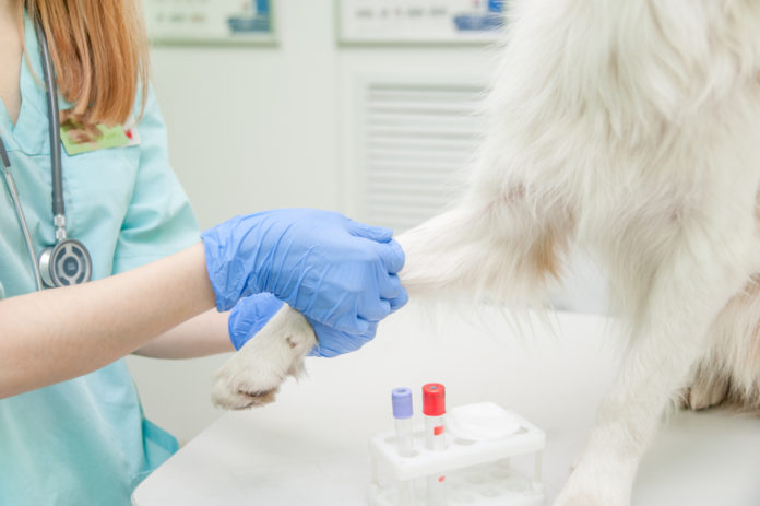 An effective cancer screening method for dogs