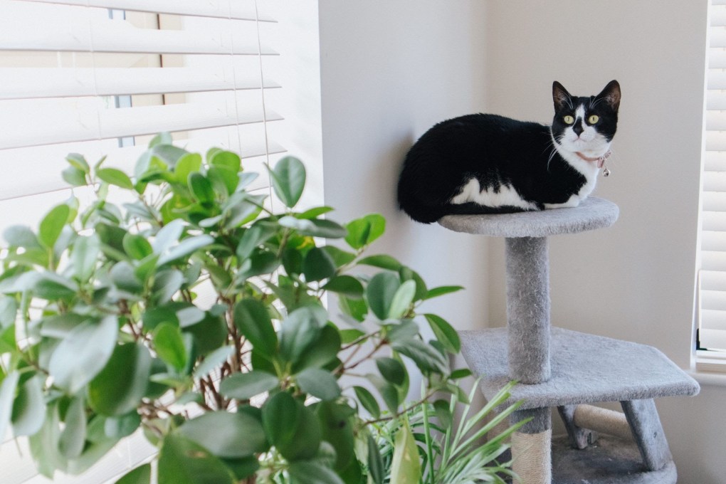 Cat in a Flat: 8 Ways to Prepare Your Flat for an Indoor Cat