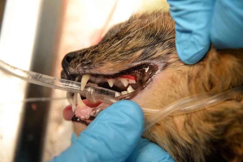 Clean Those Canines! Pet Teeth Health