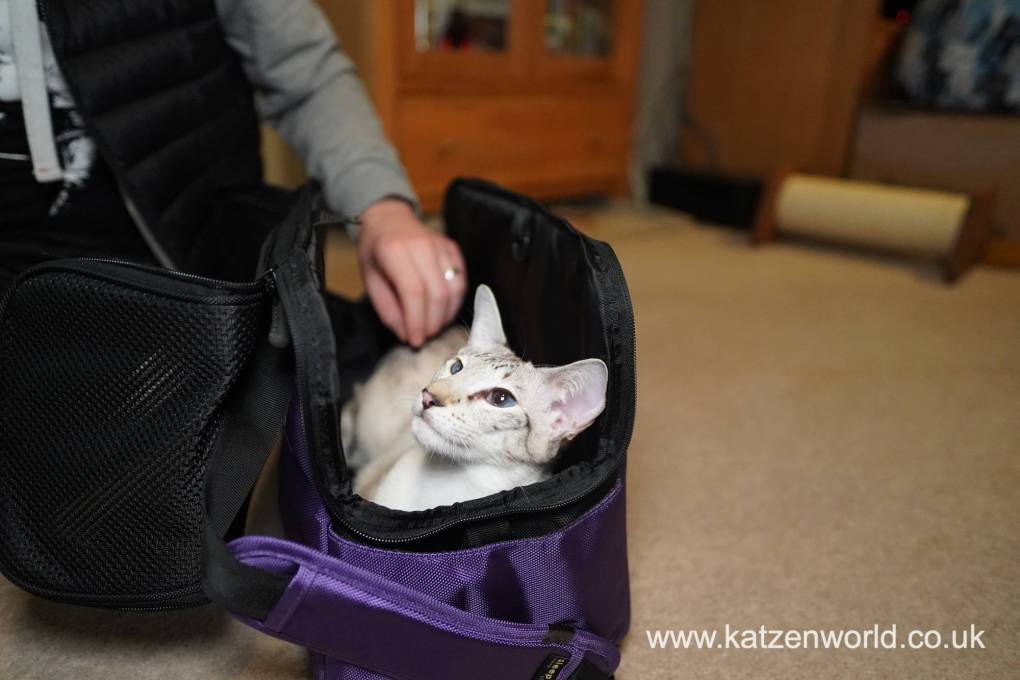 Common Questions Cat Owners Have When They Travel
