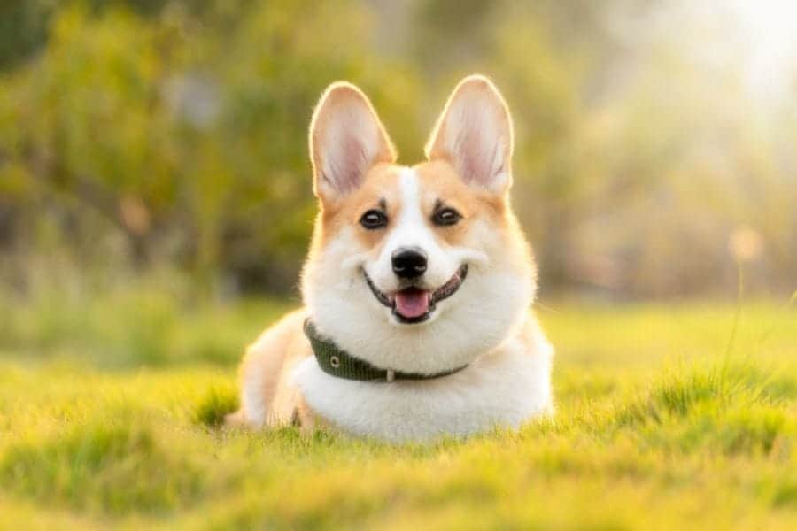 Corgi Price – What Does This Cute Canine Cost?