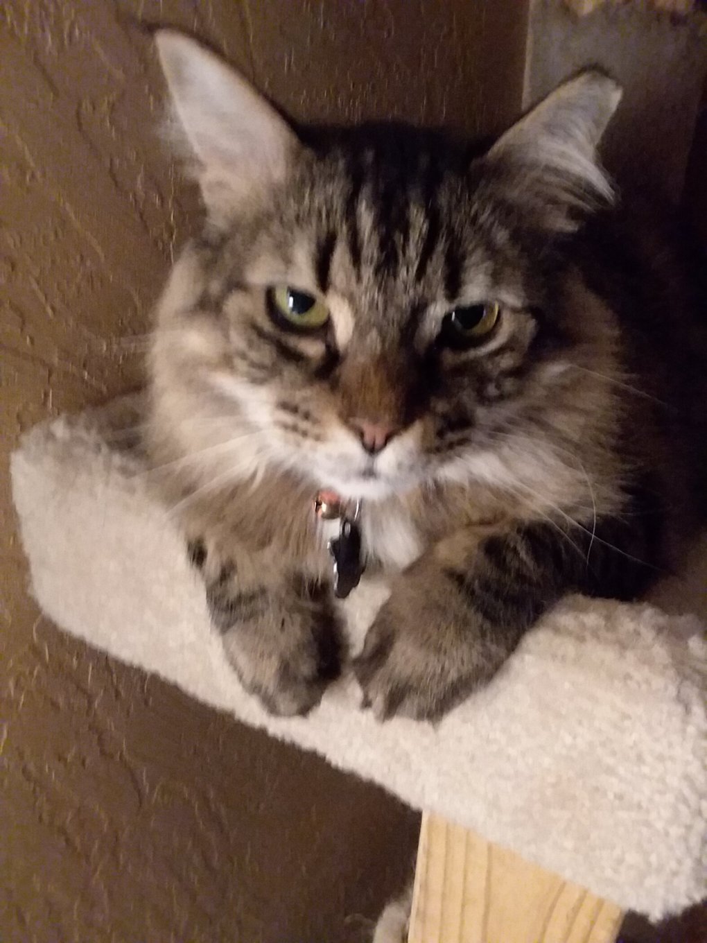 Guest Cat Star: Texas the Maine Coon Mix