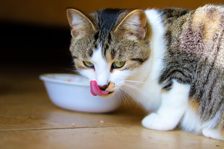 Guide To Cat’s Food Transition