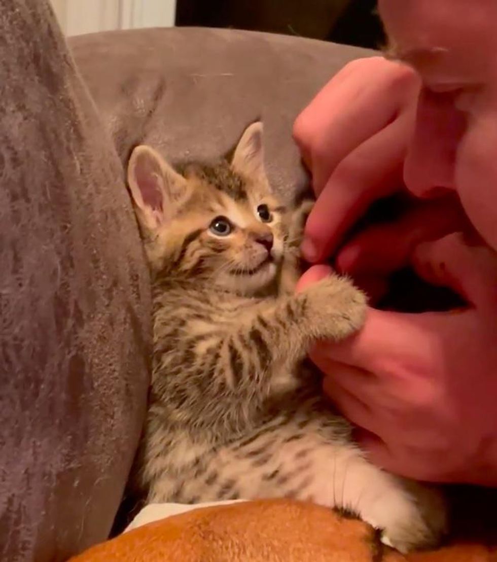 Kitten Decides to Be Raised by Dog After Being Found Alone, and Turns into Affectionate Fluff Ball