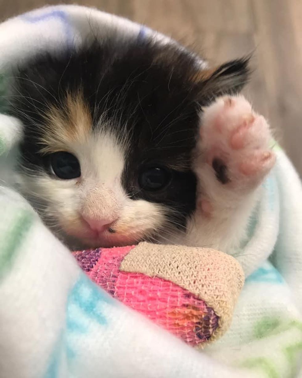 Kitten Found in Plant Nursery is So Happy to Be Helped and Determined to Get Back on Her Feet