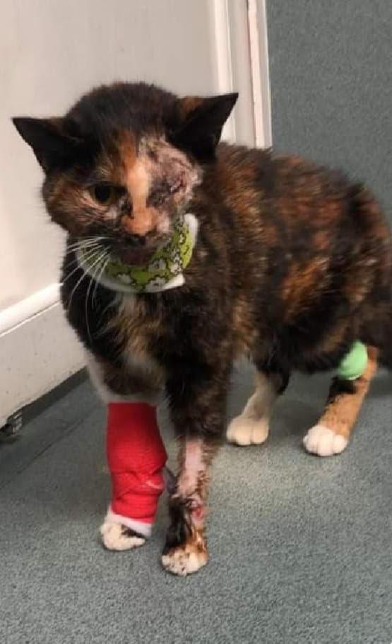 ‘Miracle’ Cat Who Survived Being hit by Bus Searches for new Home After RSPCA Spend Five Months Nursing her Back to Health