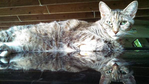 Purrsday Poetry: Haiku for Thor the Tabby