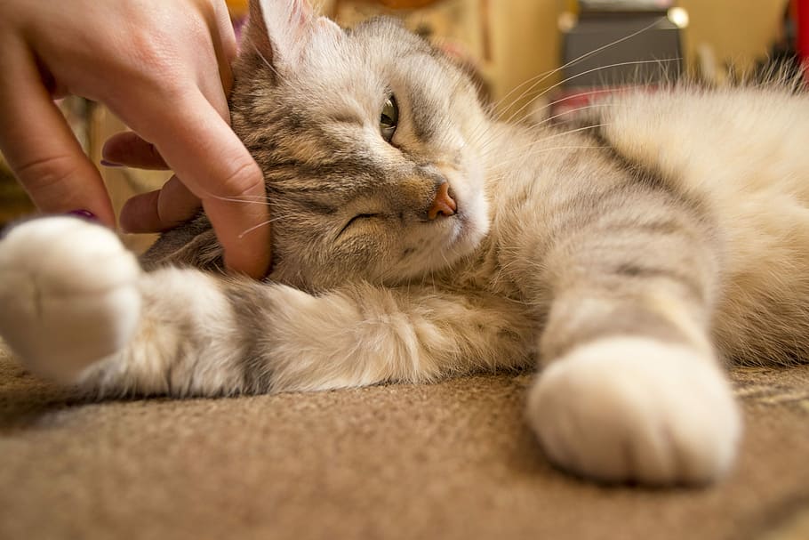 Tips That Can Help You Become a Great Cat Owner