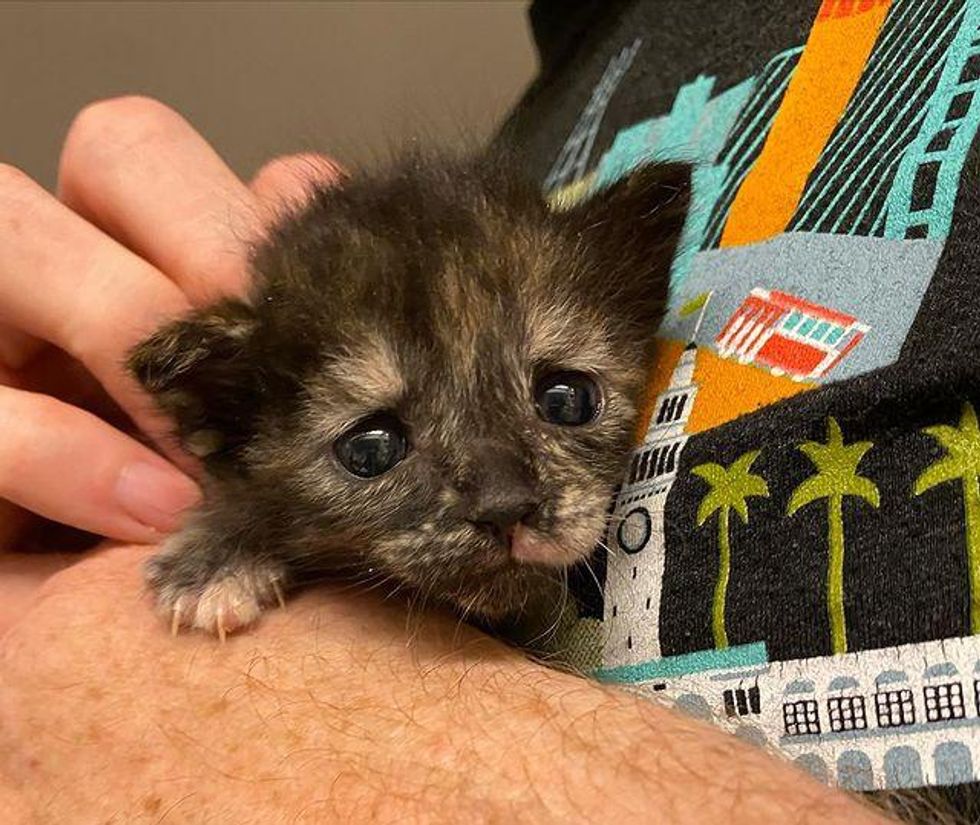 Tortie Kitten is So Happy to Have Family to Hold onto After She Waited Days for Foster Care