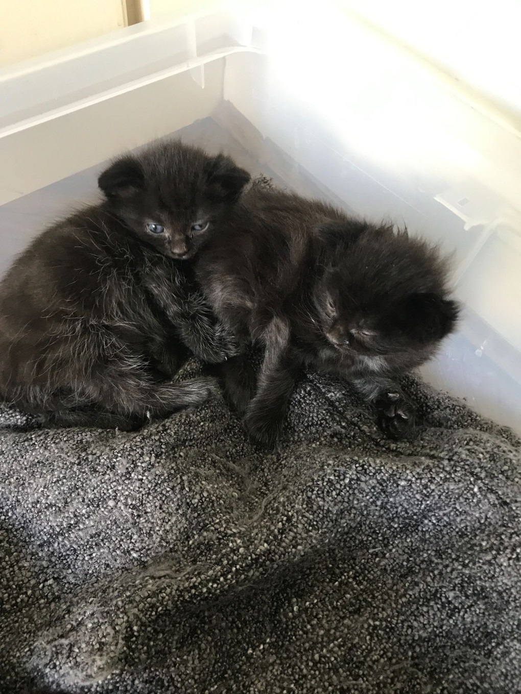 Trio of Kittens Dumped in Shoebox