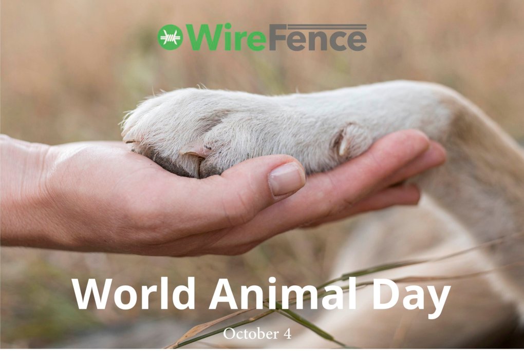 Wire Fence Celebrates World Animal Day with Donation