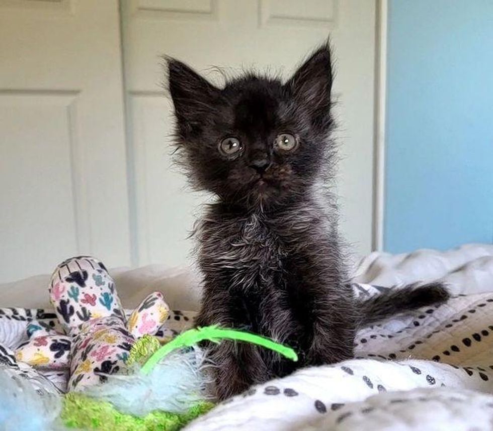 3-Legged Wonder Kitten Changed Fur Color Throughout Her Journey to Dream Home