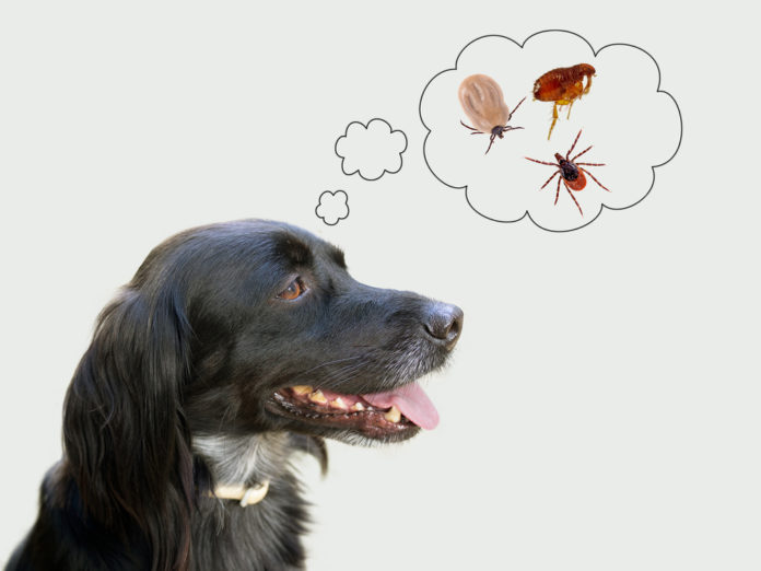 5 common ingredients to repel fleas and ticks