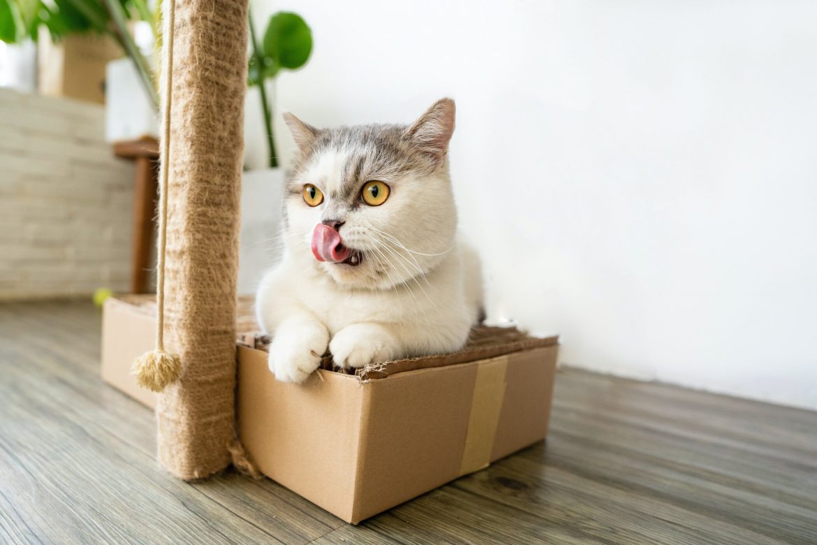 8 of the Most Common Mistakes Cat Owners Make (And How to Solve Them)