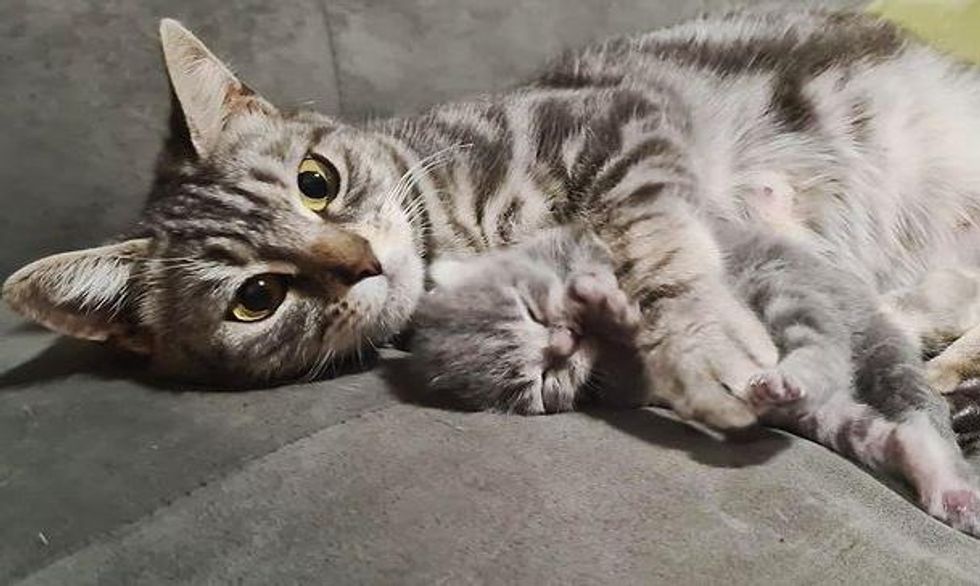 Cat Gives Her Only Kitten Unconditional Love After Being Found Outside, They Bring Each Other Joy