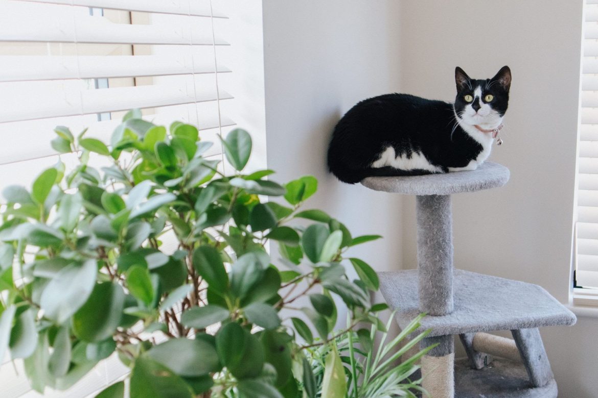 Cat in a Flat: How to Prepare Your Flat for an Indoor Cat