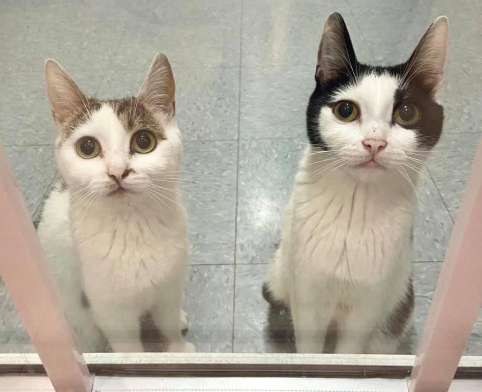 Cats Who Raised 8 Kittens Together, Wait at Glass Door at Shelter Every Day