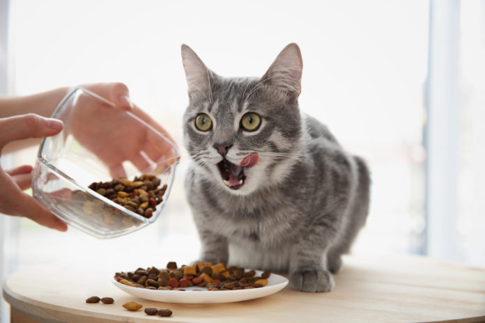 Does your cat have a food allergy — or a food intolerance?