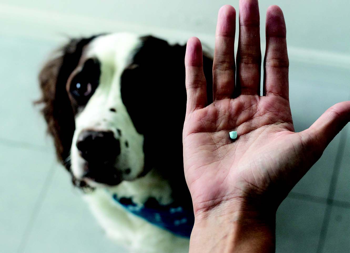 How to Get That Pill Down Petsyclopedia News