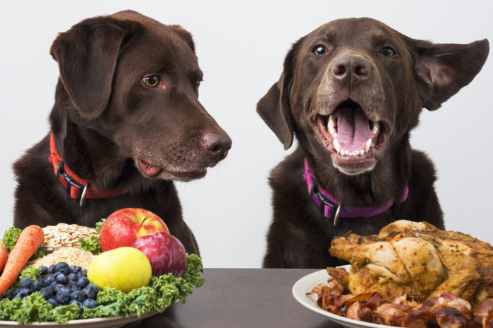 How to safely feed your dog a plant-based diet