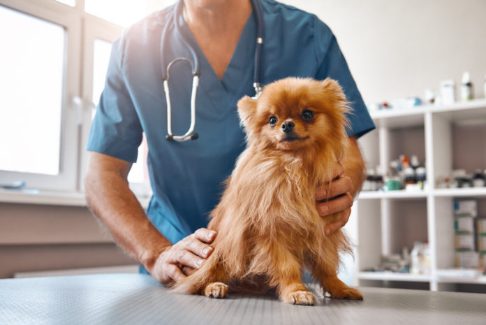 How to train your dog to enjoy vet visits