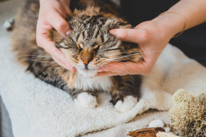 How Tui Na can help ease your cat’s arthritis