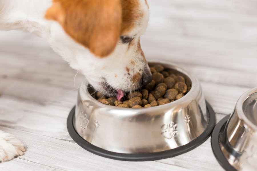 Is “meat meal” good for your dog?
