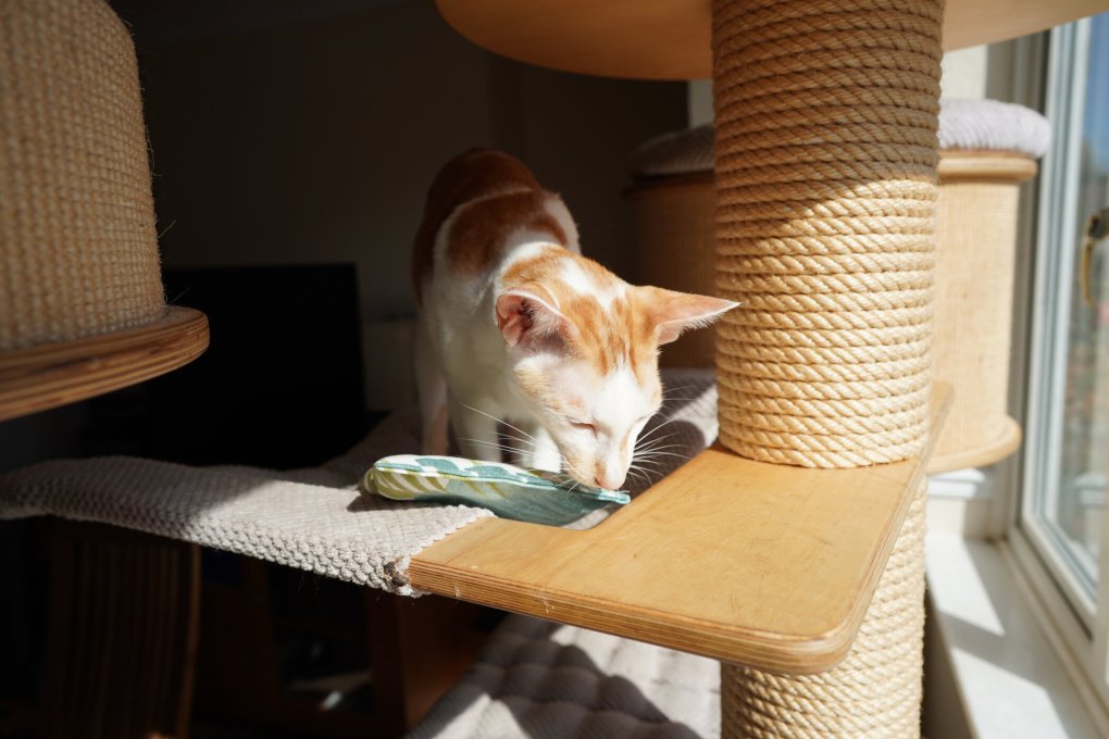 Renegade: Feline fun in the Grand Cat Tower With my Rustling Cushion