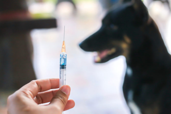 Understanding vaccinosis in dogs and cats