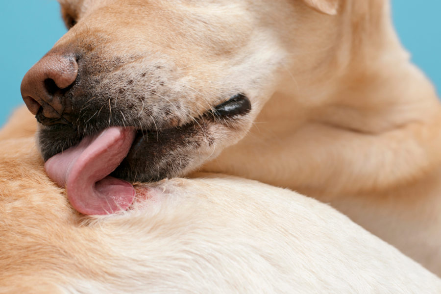 What can your dog or cat’s skin tell you about his health?