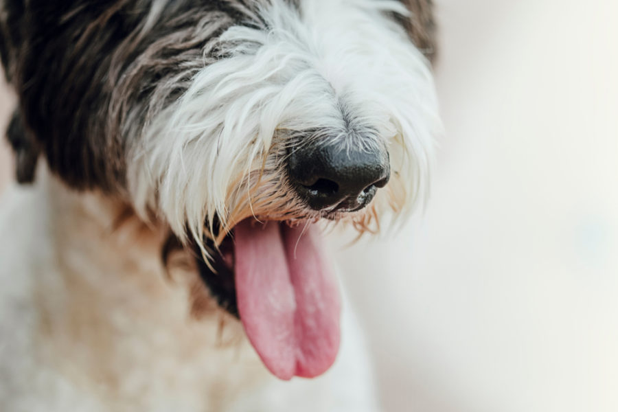 What you need to know about bad breath in dogs