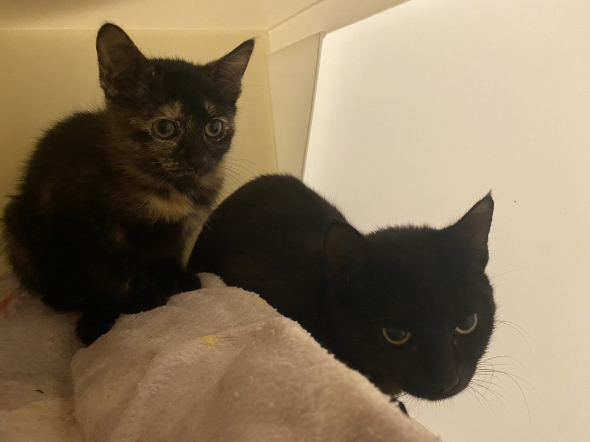 Young Cat and her Kitten Abandoned in Pet Carrier Outside RSPCA Centre in Newport