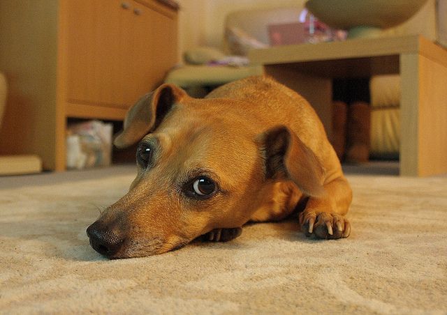10 Awesome Dachshund Mixes