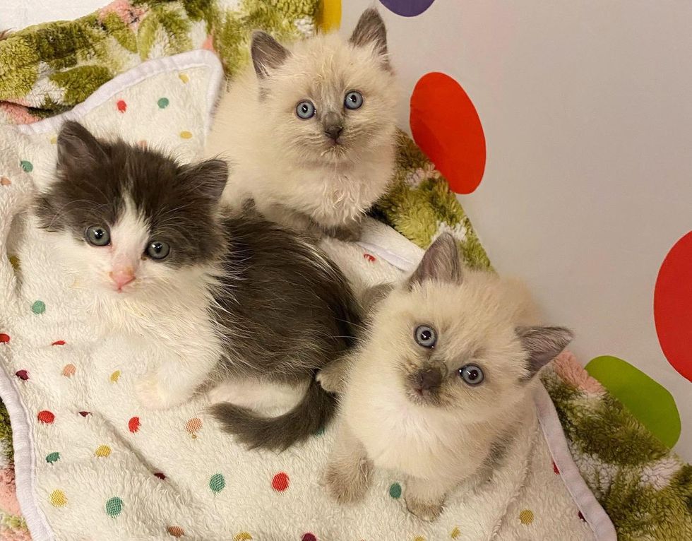 3 Kittens Get New Lease on Life with Help of Family, Now Jumping Around with Immense Joy