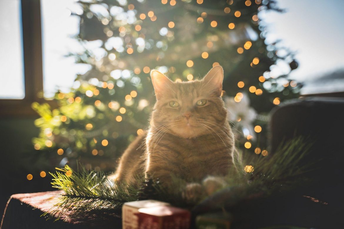 8 Best Christmas Gift for Cats & Their Human