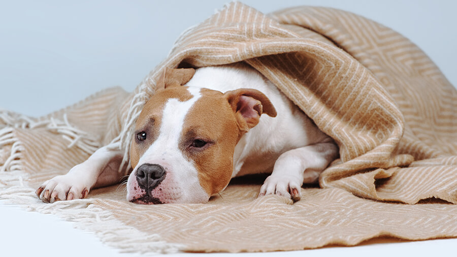 8 Signs Your Dog is Sick