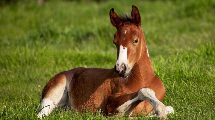 A Guide to Feeding a Foal