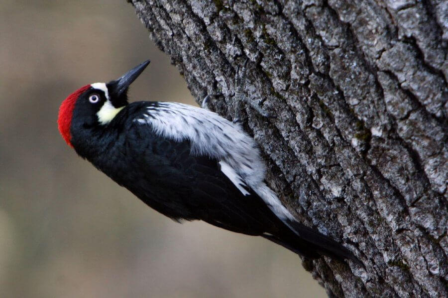 Acorn Woodpeckers Redesign a Residential Building