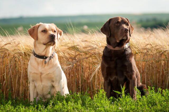 Awns in Dogs: the Acute Danger From the Grain Field