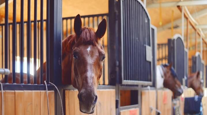 Basic Horse Care: Keeping a Horse on Stall Rest