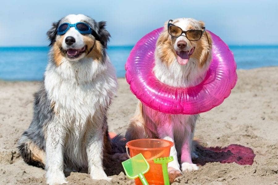 Beach Dog Names – 275+ Fun Ideas