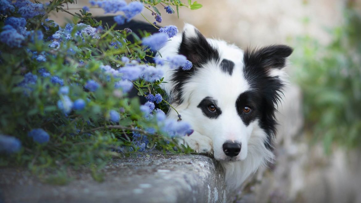 Border Collie Mix: a Hybrid for an Active Lifestyle
