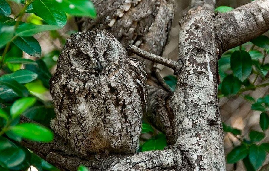 Can You Spot The Owls Hidden in These Photos?