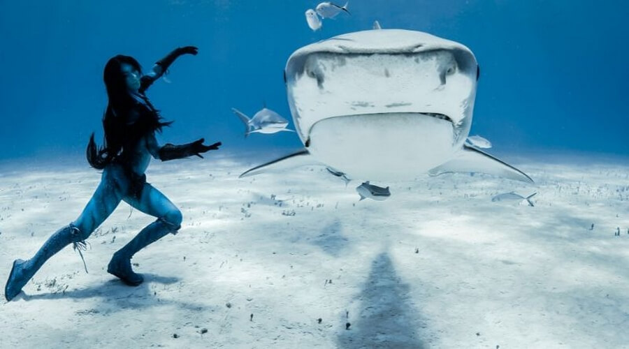 Deadly Tango with Tiger Sharks