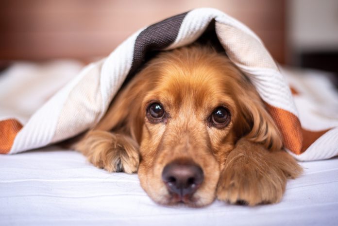 Emotional stress in dogs 